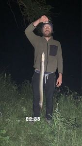 European Eel (Common Eel)