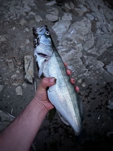 Zander
