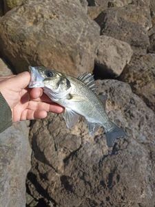 European Bass (Seabass)