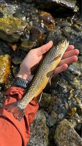 Brook Trout