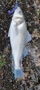 European Bass (Seabass)