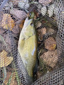 Largemouth Bass