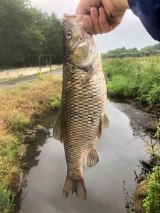 Chub