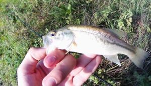 Largemouth Bass