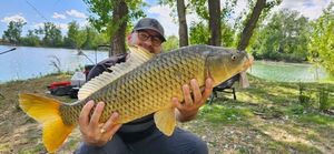 Common Carp