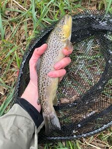 Brown Trout