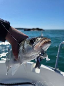 European Bass (Seabass)