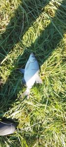 Common Bream