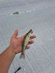 Zander