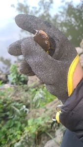Black Bullhead