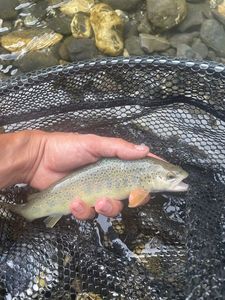 Brown Trout