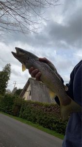 Brown Trout