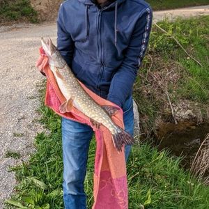 Northern Pike