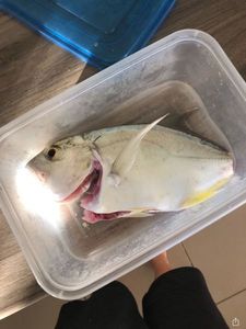 Crevalle Jack