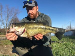 Largemouth Bass