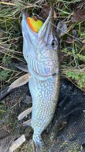 Northern Pike