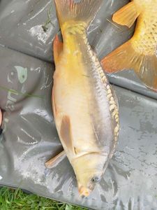 Mirror Carp