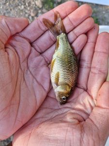 Crucian Carp