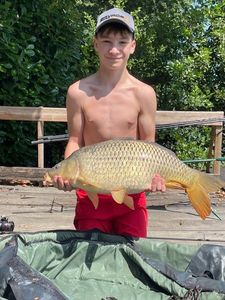 Common Carp