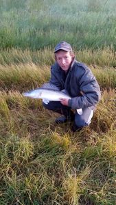 Zander