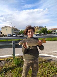 Common Carp