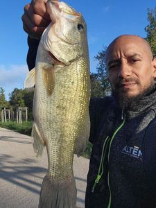 Largemouth Bass
