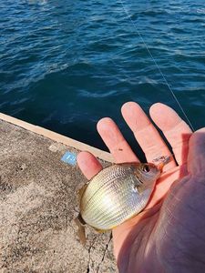 Saddled Seabream