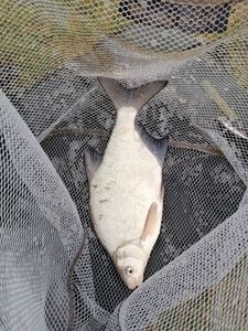 Common Bream