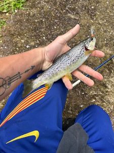 Brown Trout