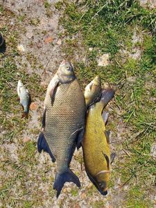 Tench