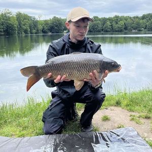 Common Carp
