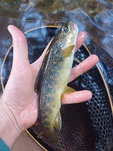 Brown Trout