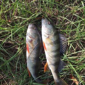 European Perch