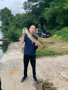 Northern Pike