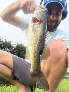 Largemouth Bass