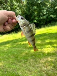 European Perch