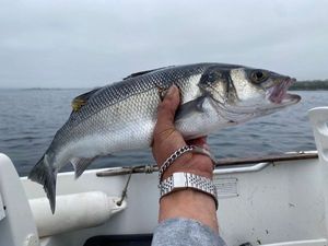 European Bass (Seabass)