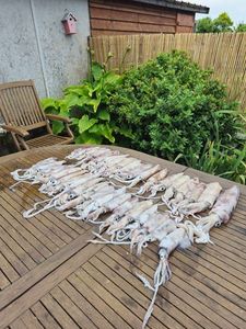European Squid