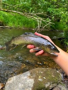 Brown Trout