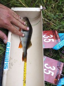 European Perch