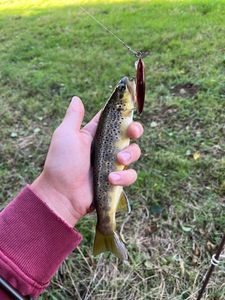 Brown Trout