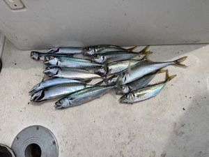Mackerel
