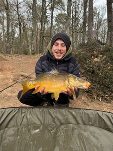 Mirror Carp
