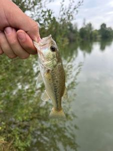 Largemouth Bass