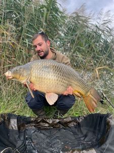 Common Carp
