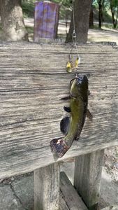 Black Bullhead