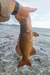 Peacock Grouper