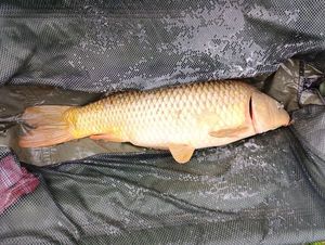 Leather Carp