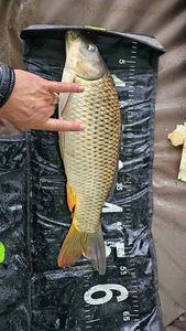 Common Carp