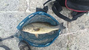 Largemouth Bass